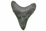 Serrated, Fossil Megalodon Tooth - South Carolina #327566-1